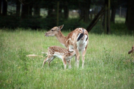 Wildpark Dünnwald – Bild 6