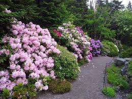 Memorial University Botanical Garden – Bild 3