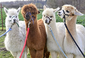 Sonnenscheinhof Alpakas – Bild 3