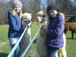 Sonnenscheinhof Alpakas – Bild 5