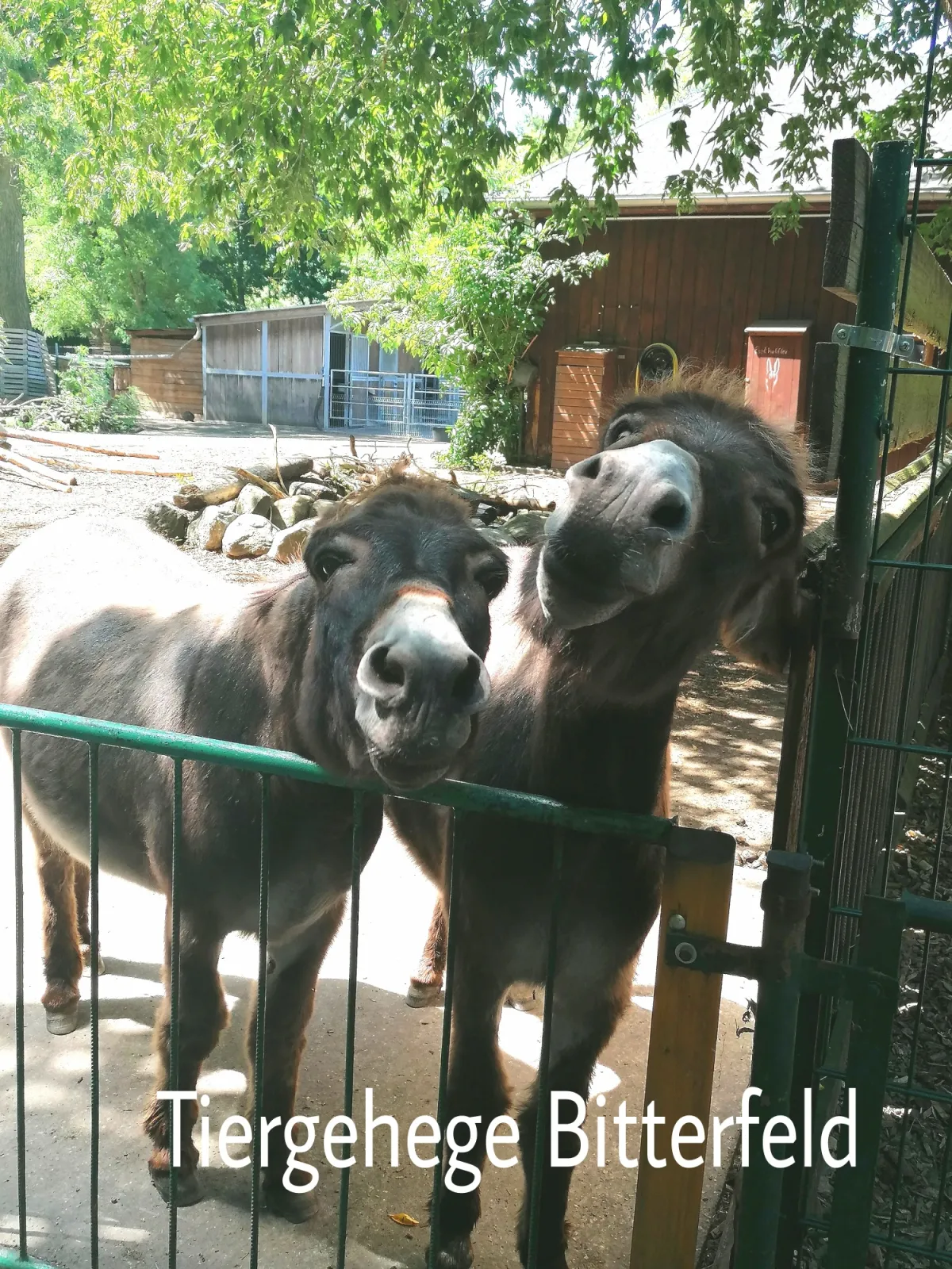 Tiergehege Bitterfeld – Bild 1