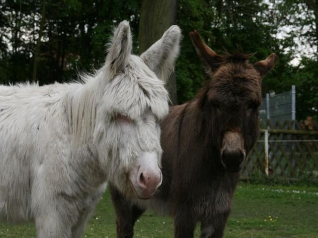 Tiergehege Bitterfeld – Bild 3