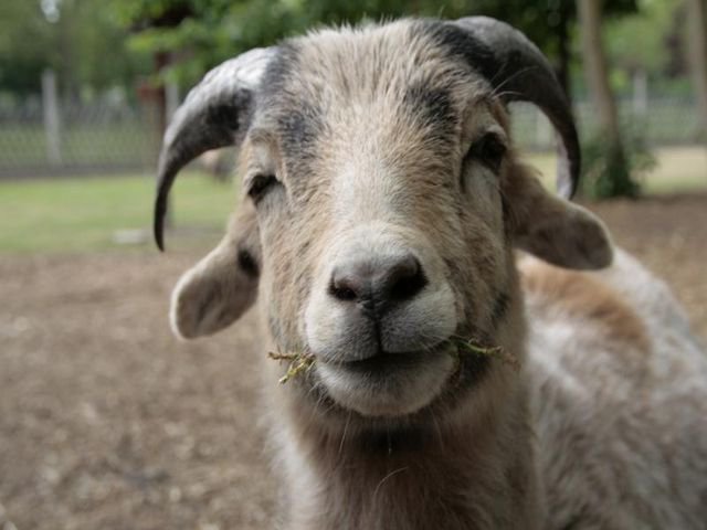 Tiergehege Bitterfeld – Bild 4