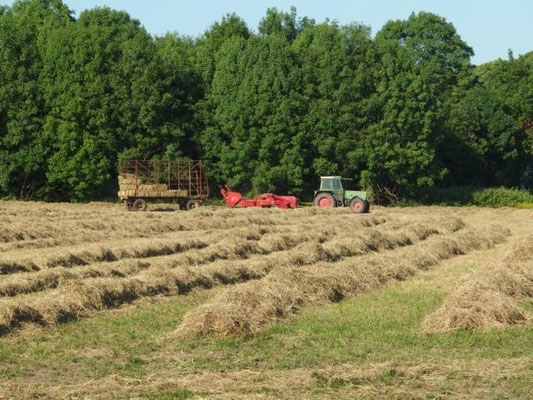Bauernhof Schulte-Göcking – Bild 4