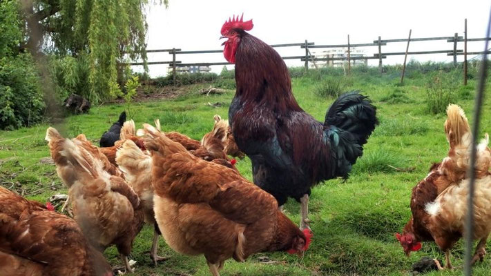 Bauernhof Schulte-Göcking – Bild 5