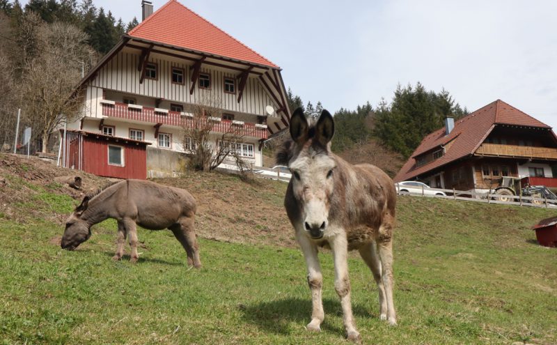 Waidelehof – Bild 6