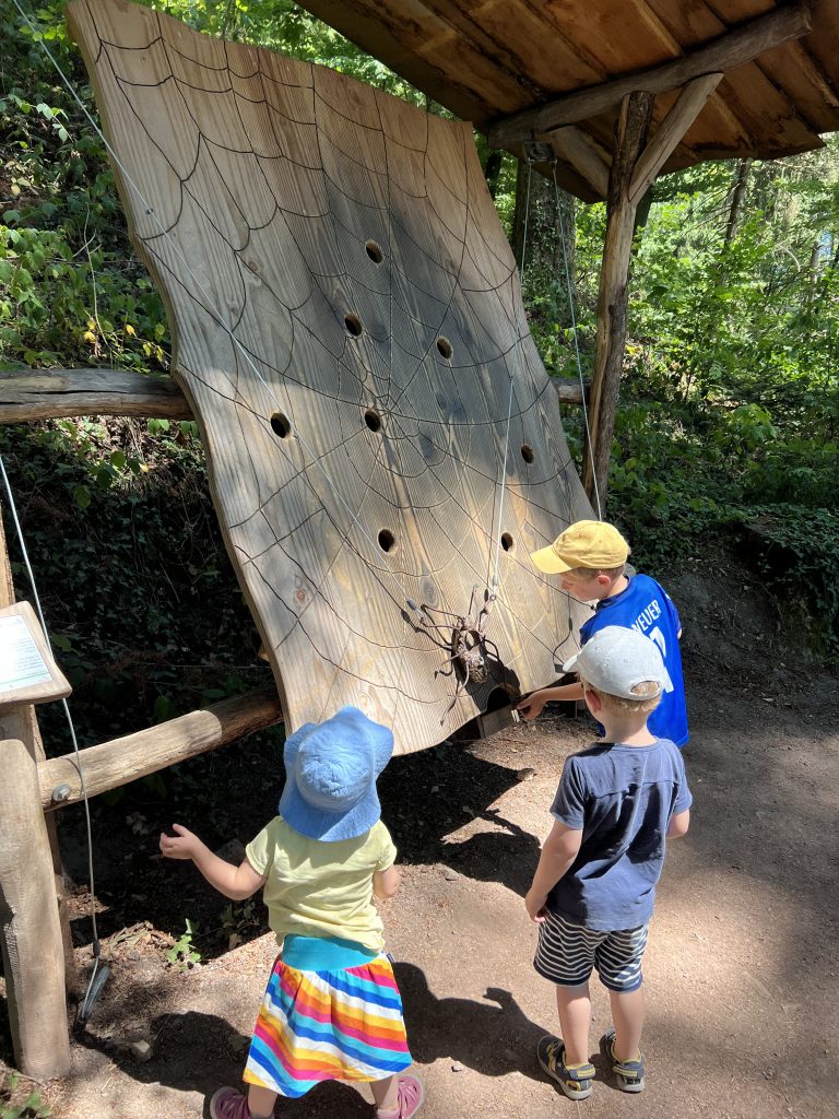Natur-Erlebnispfad Hademar Waldwichtel – Bild 6