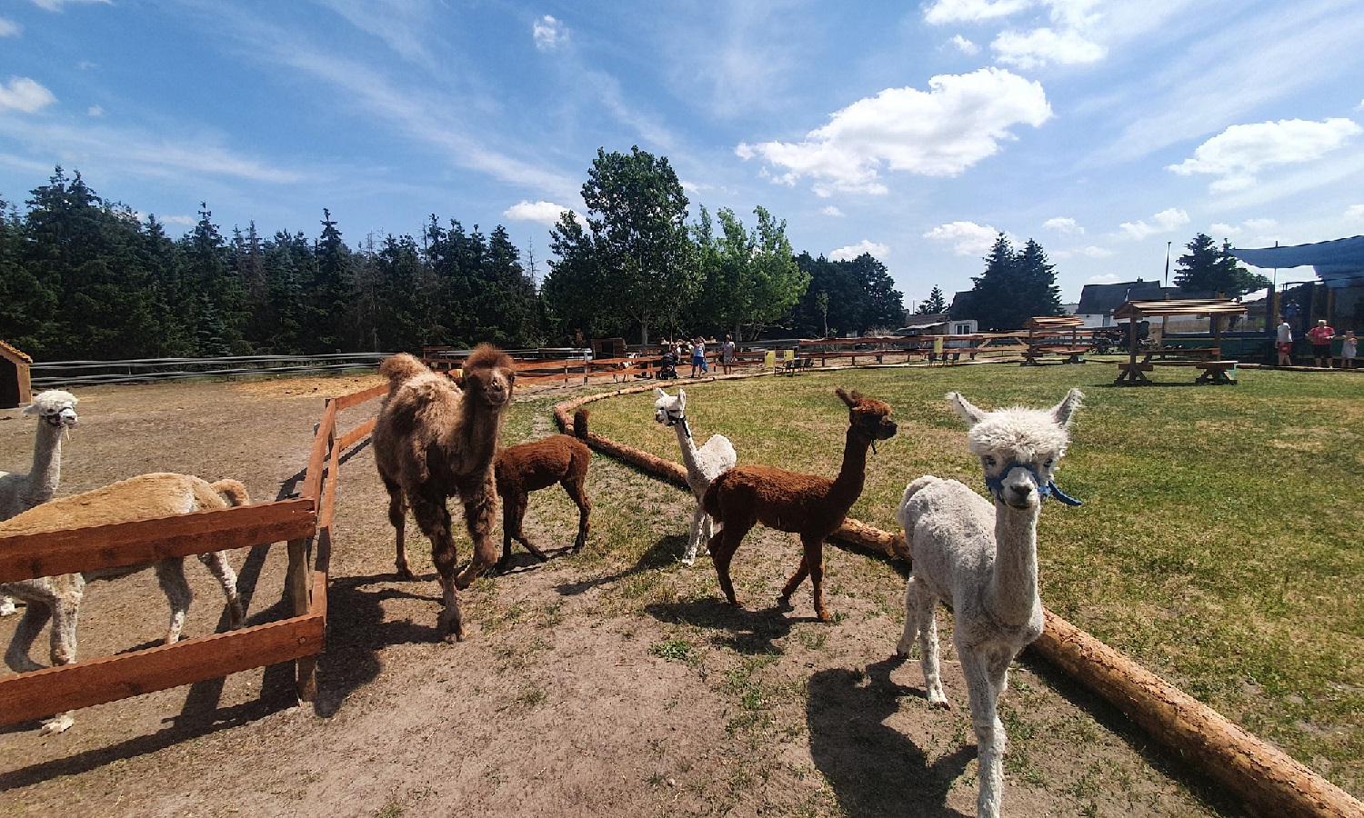 Alpaka Ranch Berge – Bild 3