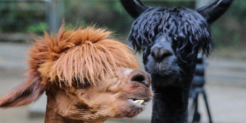 Alpaka Ranch Berge – Bild 4