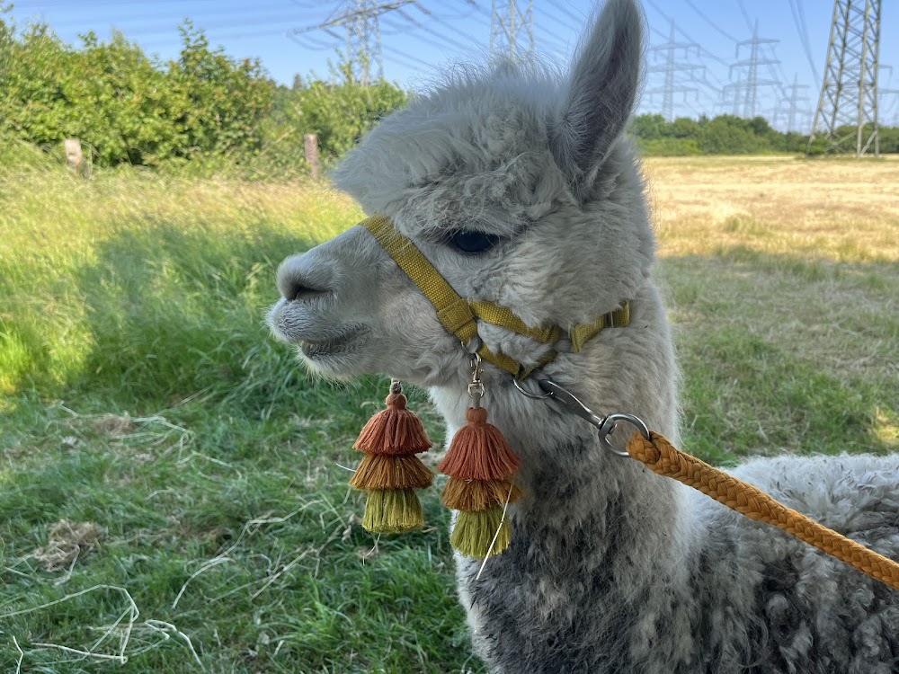 Festplatz Brassert – Bild 6