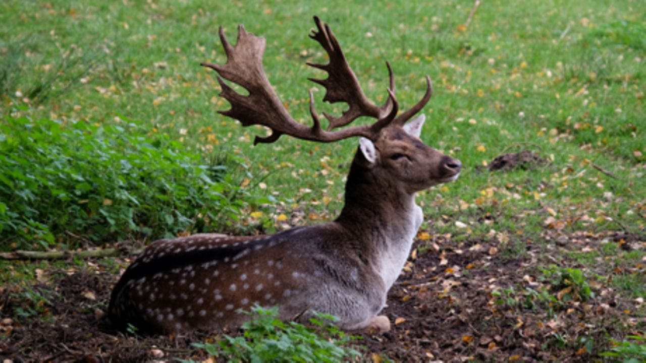 Wildgehege Klövensteen – Bild 2