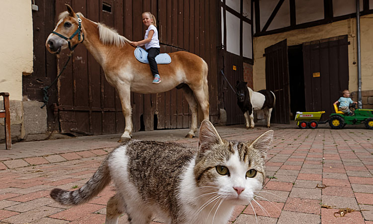 Ferienhof Bächt – Bild 4