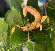 Entomica Insectarium – Bild 1