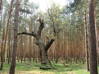 Rodelberg Senzig – Bild 4