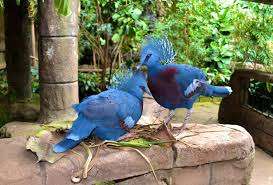 Bird Kingdom – Bild 2