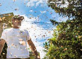 Meadowlily Farm & Bee Rescue – Bild 2