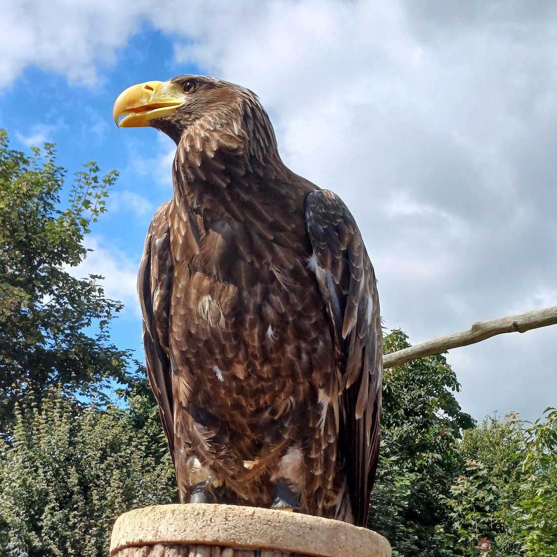 Wildpark und Greifvogelzoo Potzberg – Bild 2