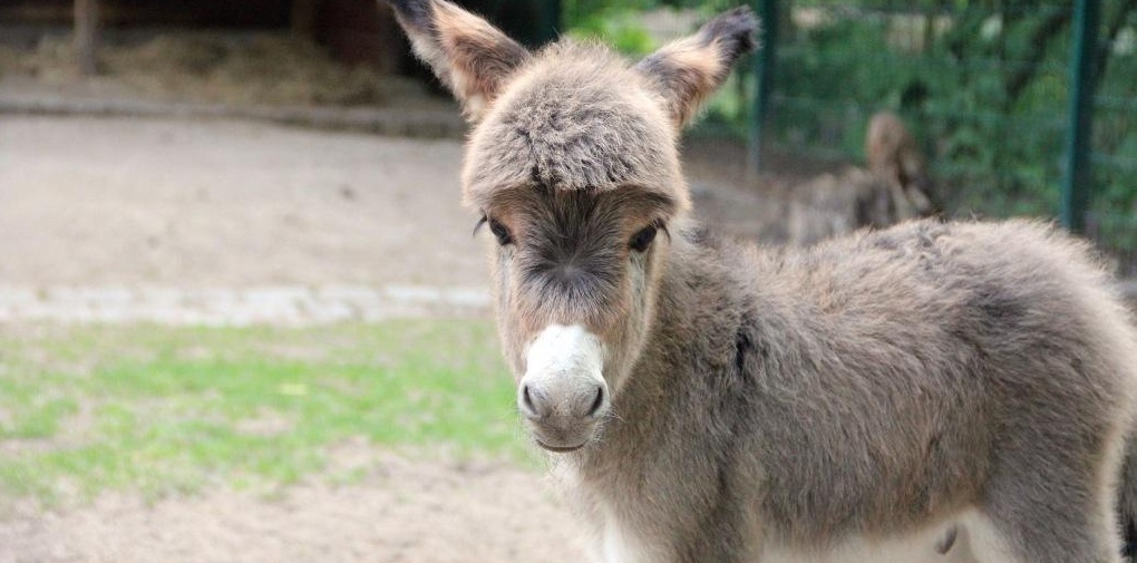 Tiergehege im Kaisergarten – Bild 2