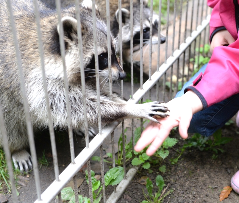 Tiergehege im Kaisergarten – Bild 4