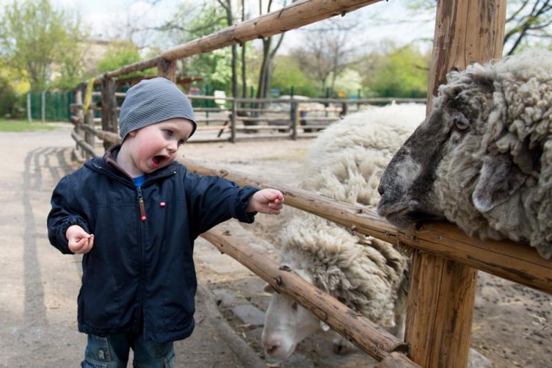 Kinderbauernhof auf dem Görlitzer e.V. – Bild 3