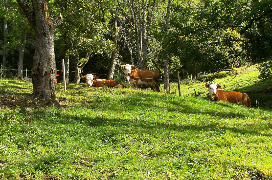 Schwäblehof - Monika Hils – Bild 5
