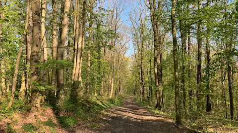 Geraer Stadtwald – Bild 2