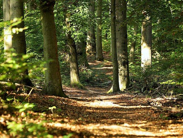 Geraer Stadtwald – Bild 3