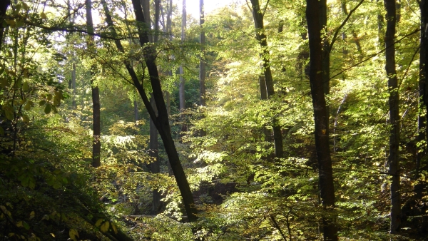 Geraer Stadtwald – Bild 6