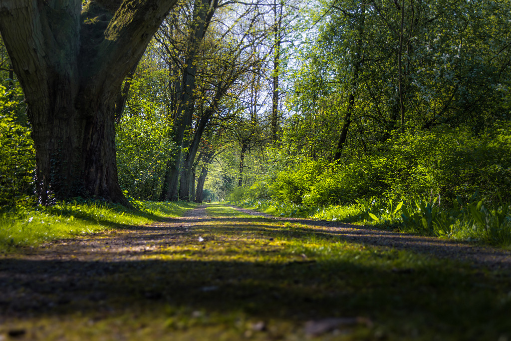 Rüstringer Stadtpark – Bild 4