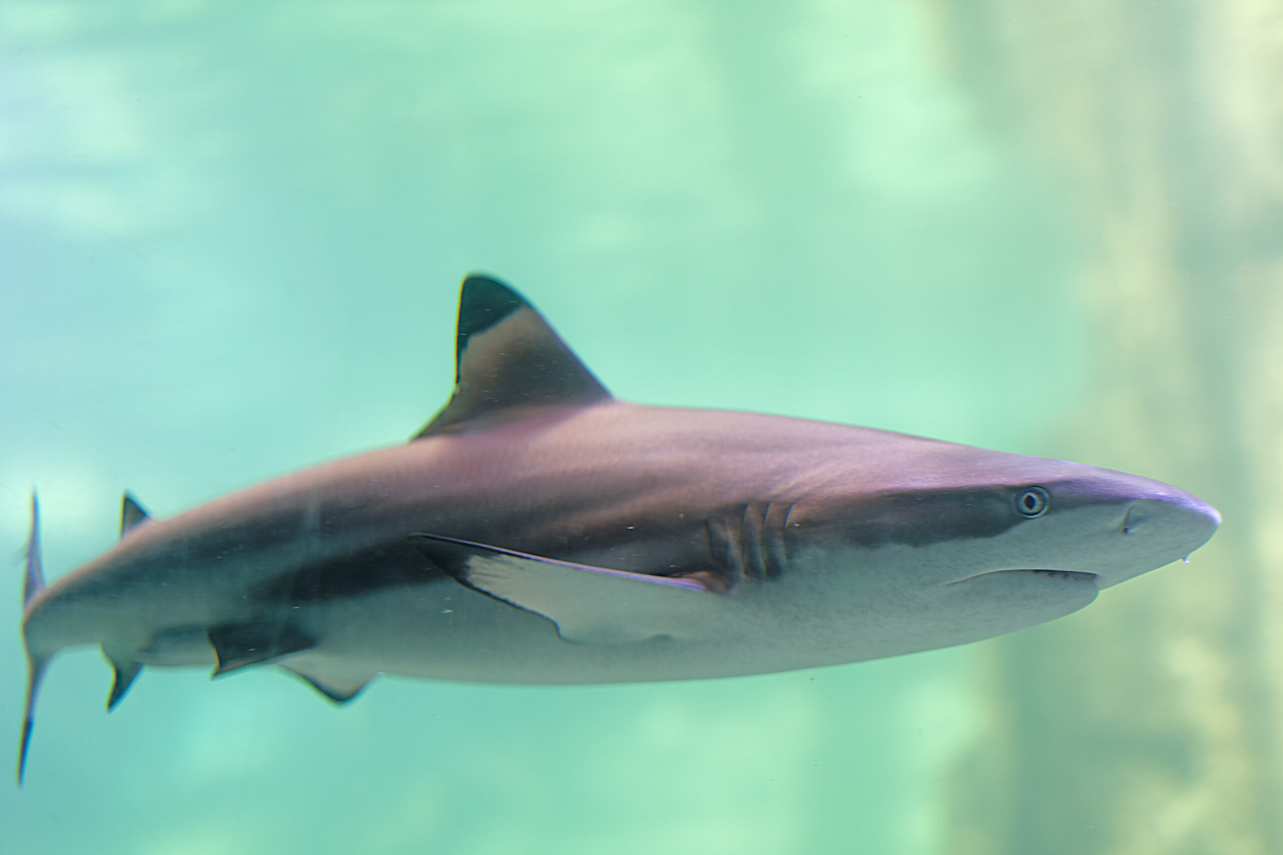 Aquarium Wilhelmshaven – Bild 5