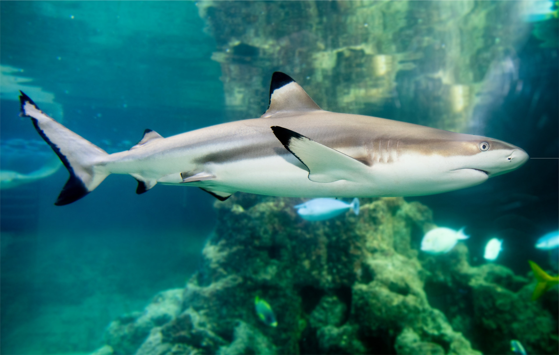 Aquarium Wilhelmshaven – Bild 6