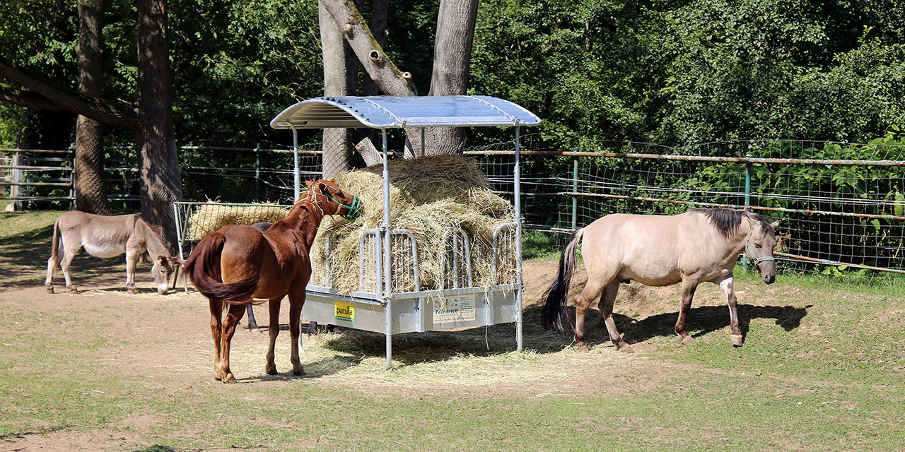 Haustierfarm im Wildpark Leipzig – Bild 2