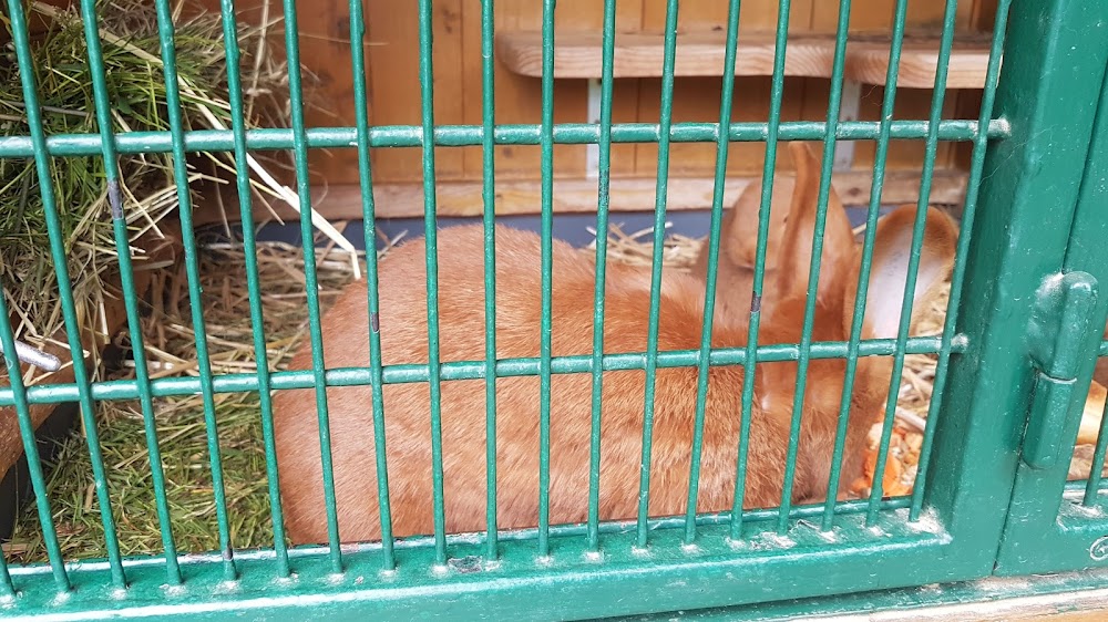 Haustierfarm im Wildpark Leipzig – Bild 5