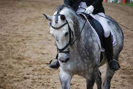 Centre Equestre Rosa Bella – Bild 4