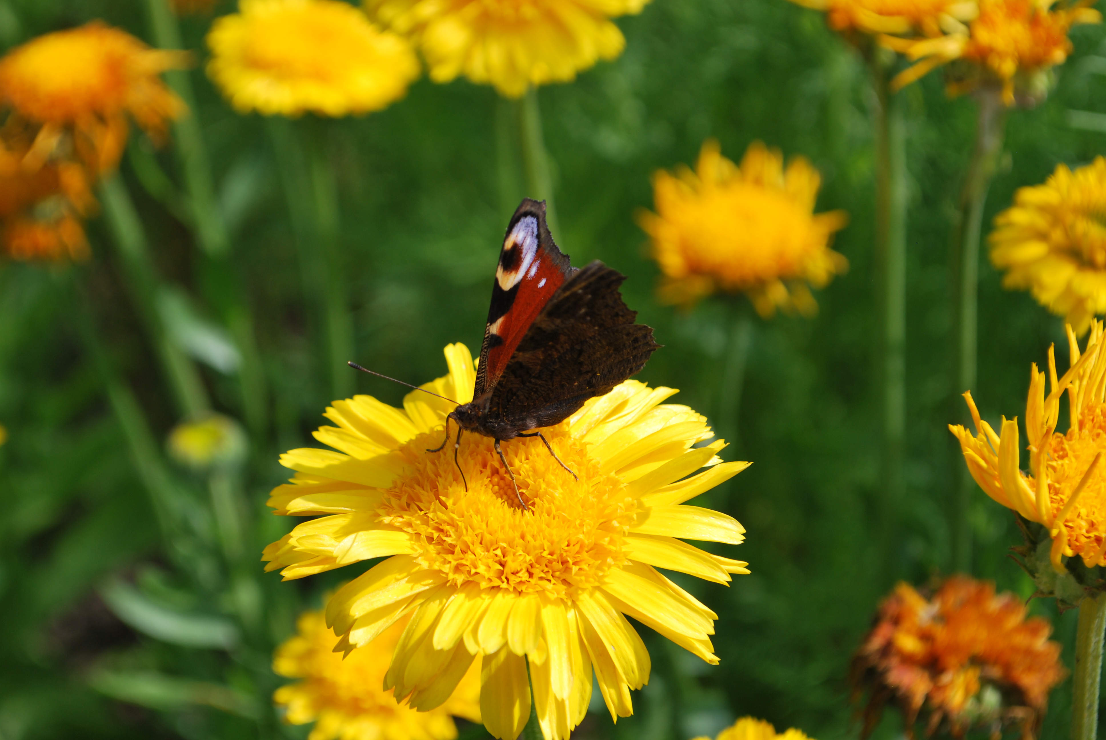 Erlebnisgarten-Hamburg – Bild 2