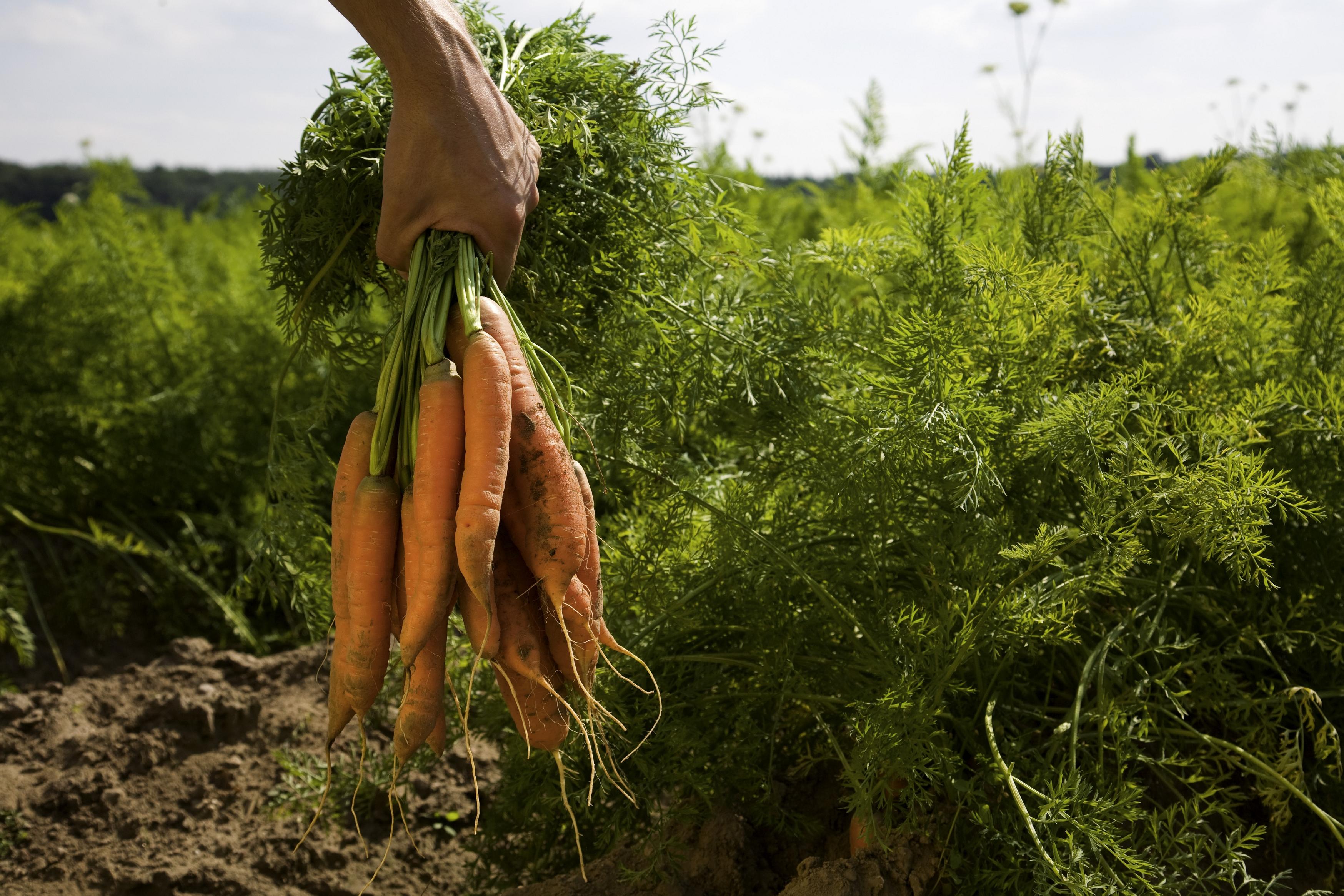 Erlebnisgarten-Hamburg – Bild 4