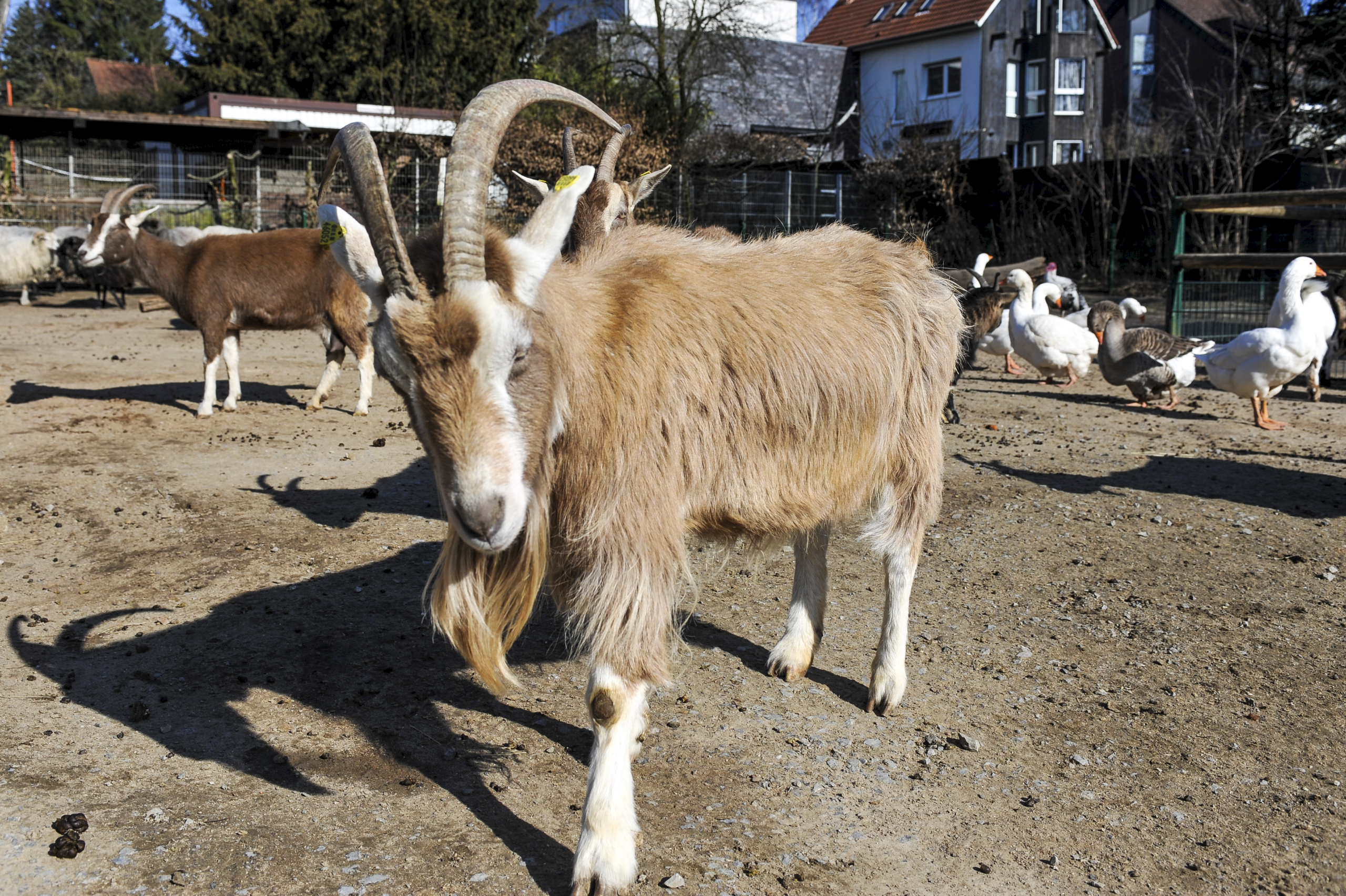 Witthausbusch – Bild 6