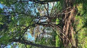 Perchtoldsdorfer Heide – Bild 4