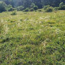 Perchtoldsdorfer Heide – Bild 6