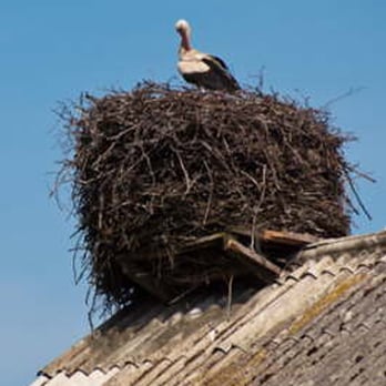 Storchenhof – Bild 5