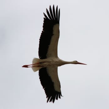 Storchenhof – Bild 6