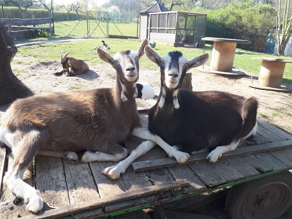 Hinterste Mühle Tierhof – Bild 2