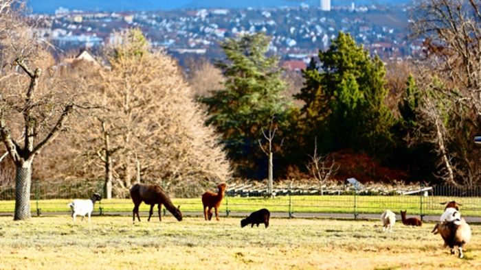 Streichelzoo Höhenpark Killesberg – Bild 2