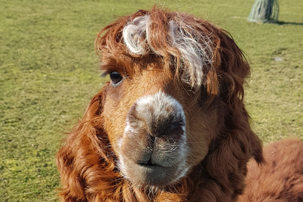 Streichelzoo Höhenpark Killesberg – Bild 3
