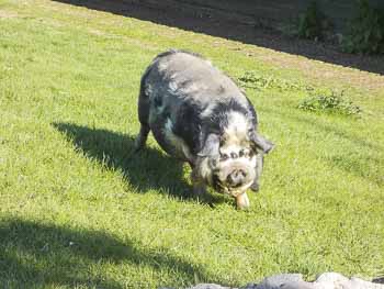 Streichelzoo Höhenpark Killesberg – Bild 4