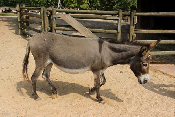 Streichelzoo Höhenpark Killesberg – Bild 6