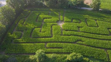 Monster Maisfeldlabyrinth Alsdorf – Bild 4