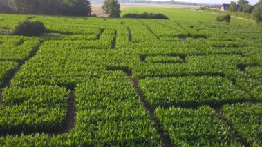 Monster Maisfeldlabyrinth Alsdorf – Bild 5