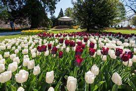 Fête de la Tulipe Morges – Bild 5