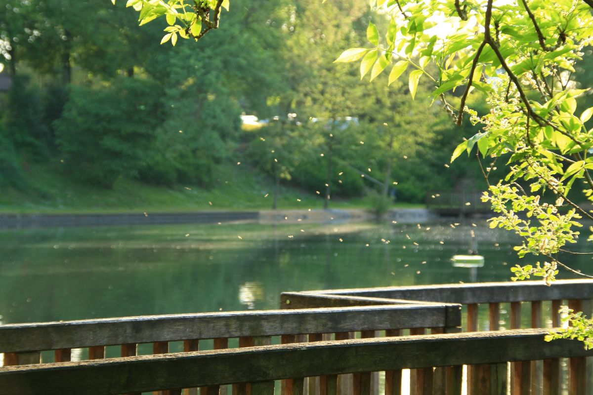 Ziegelweiherpark – Bild 4